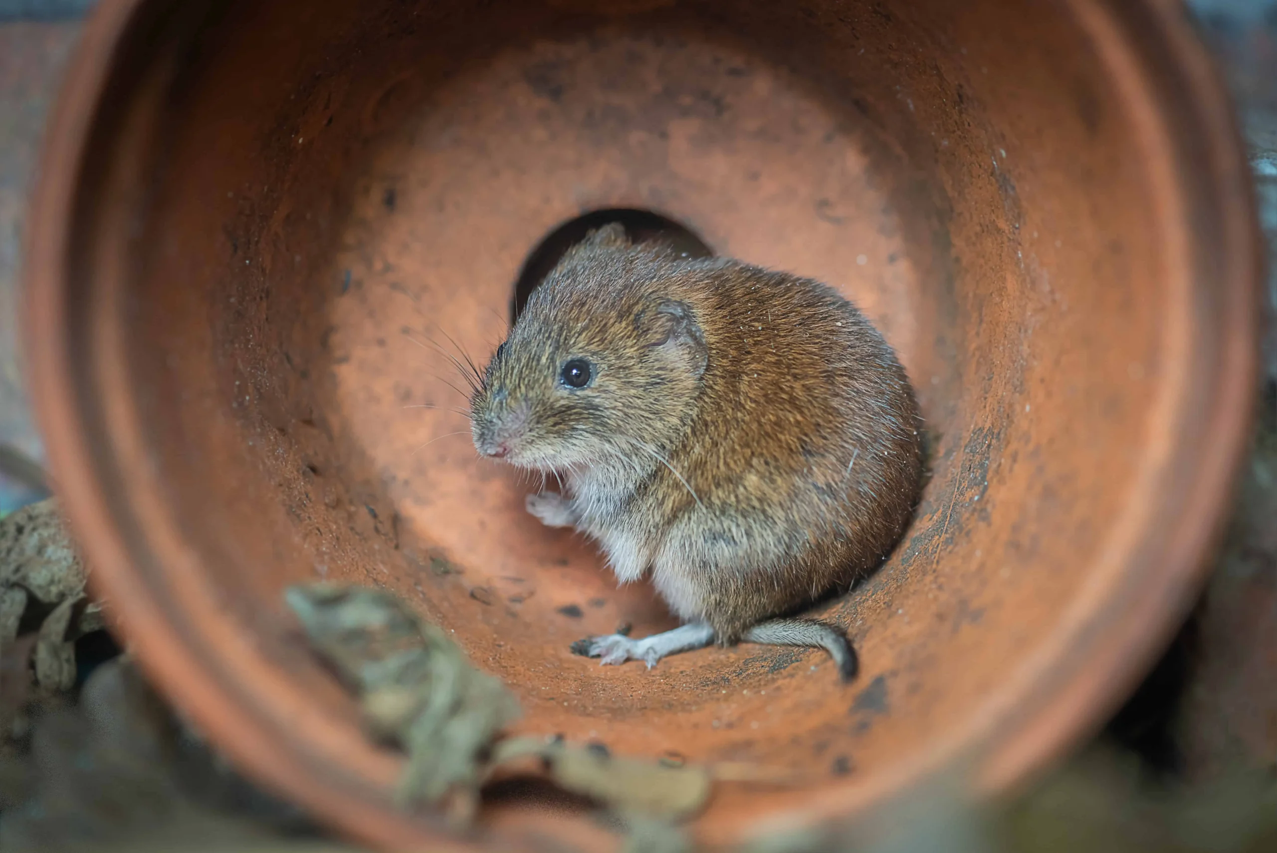 vole2 1 scaled