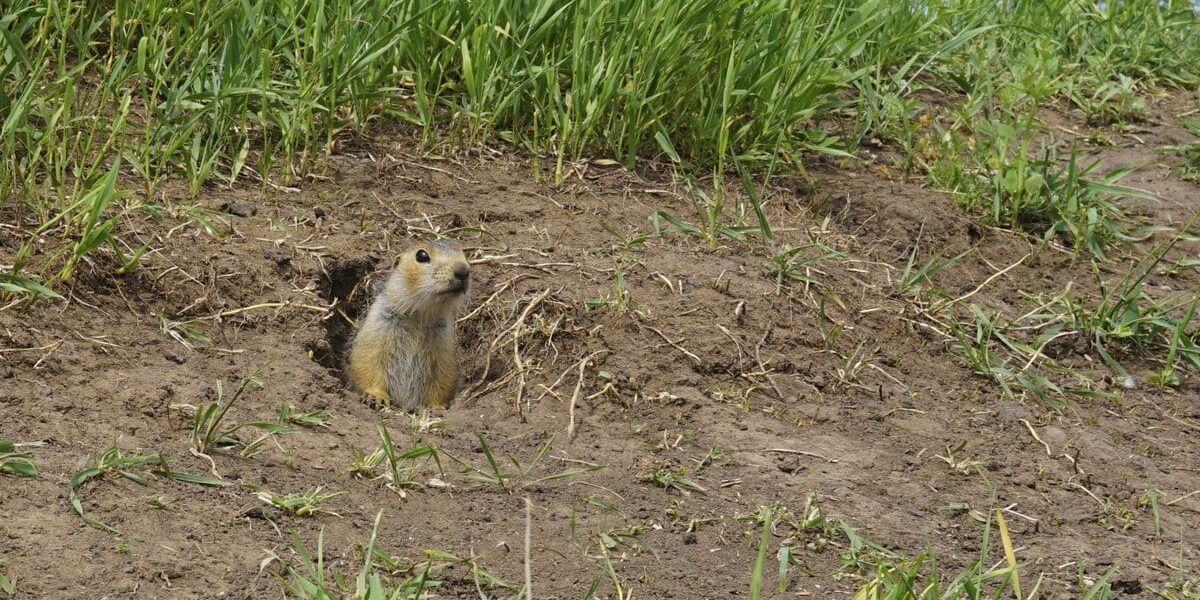 Can Gophers Damage the Foundation? - Hybrid Pest Control