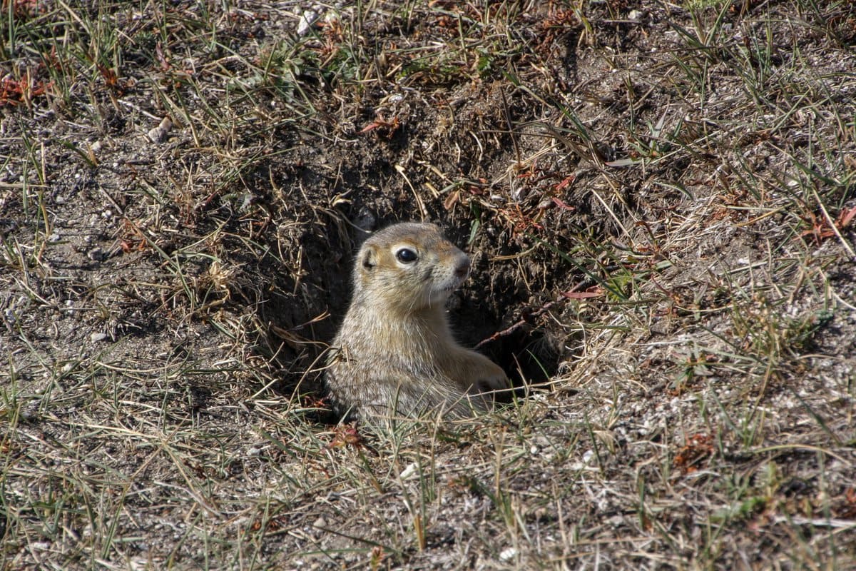What are some ways to get rid of gophers? Hybrid Pest Control