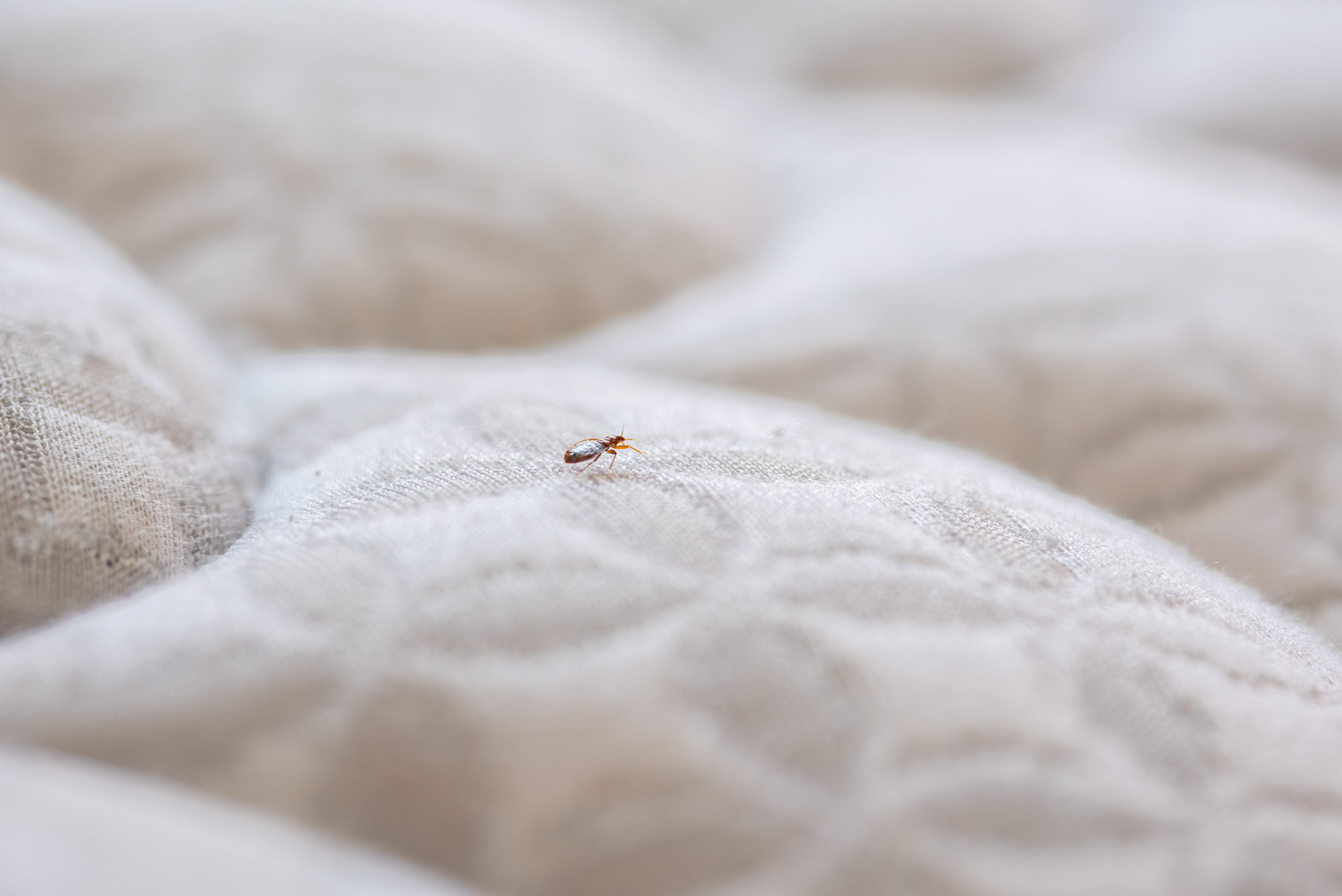 Why is Heat Treatment for Bedbugs Expensive? How Hybrid Pest Control